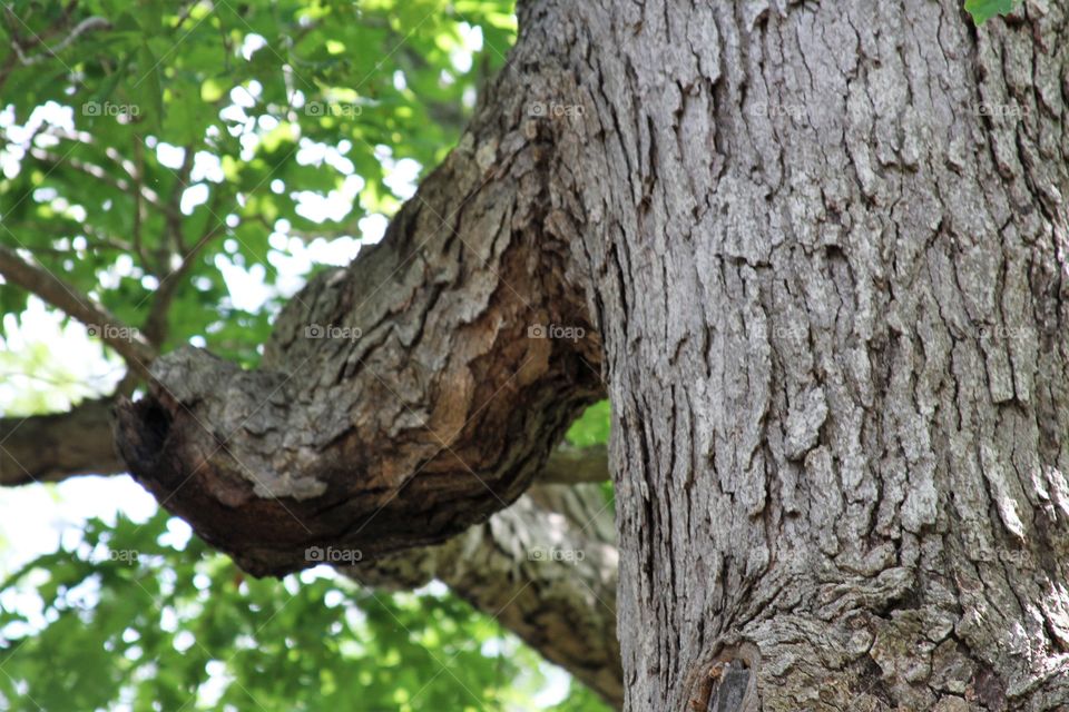 tree branch reaching out like an arm.