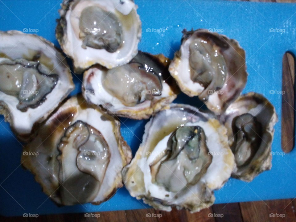 oysters