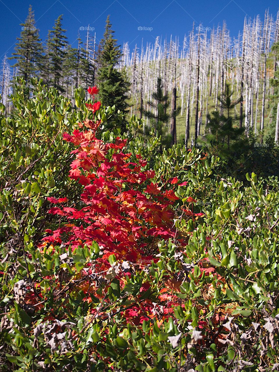 The fall colors of bright red maple tree shoots amongst manzanita bushes on a sunny fall day. 