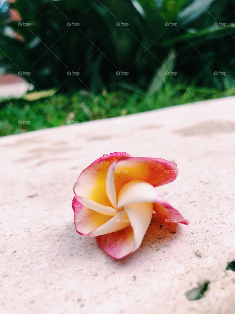 As pretty as a flower