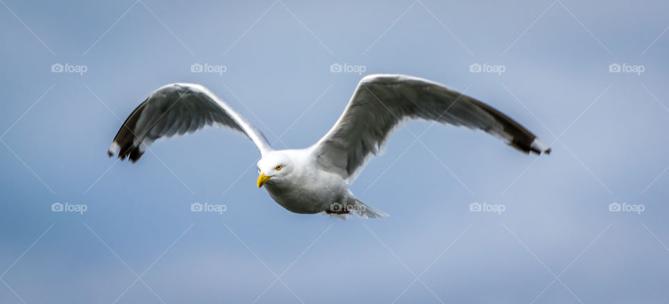 fliying high. seagull in flight