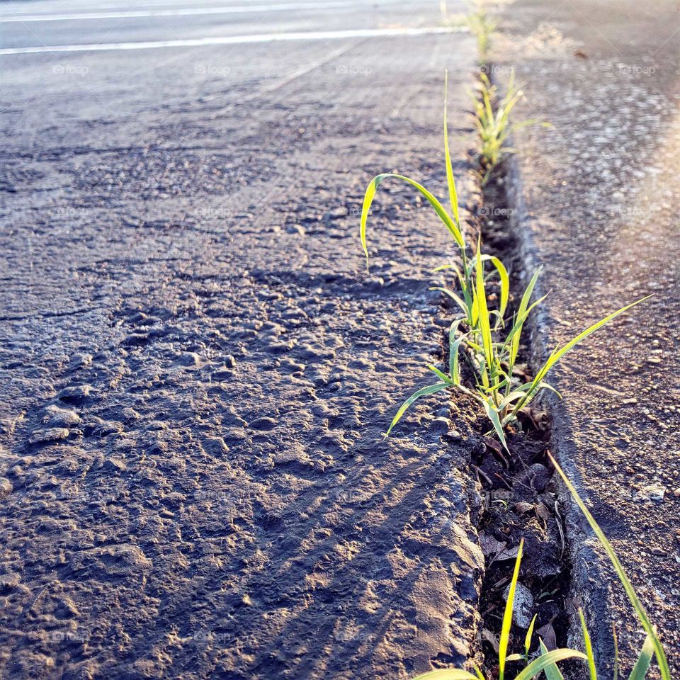 growth through pavement