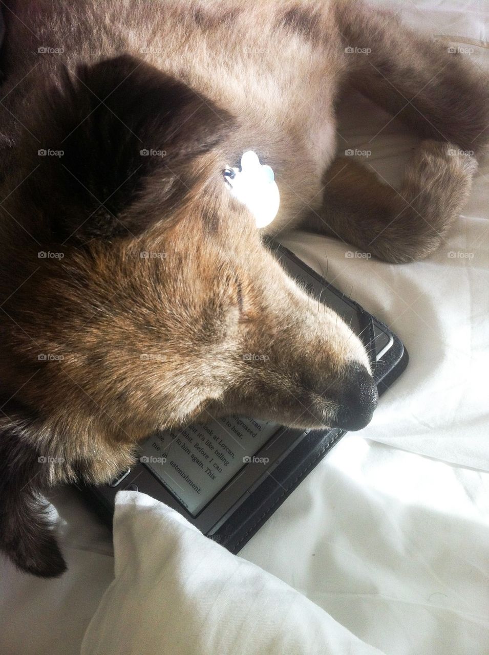 Puppy sleeping on kindle