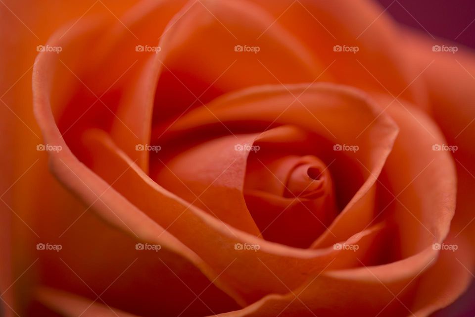 Rose petals so soft and scented sweet and musky at the same time.