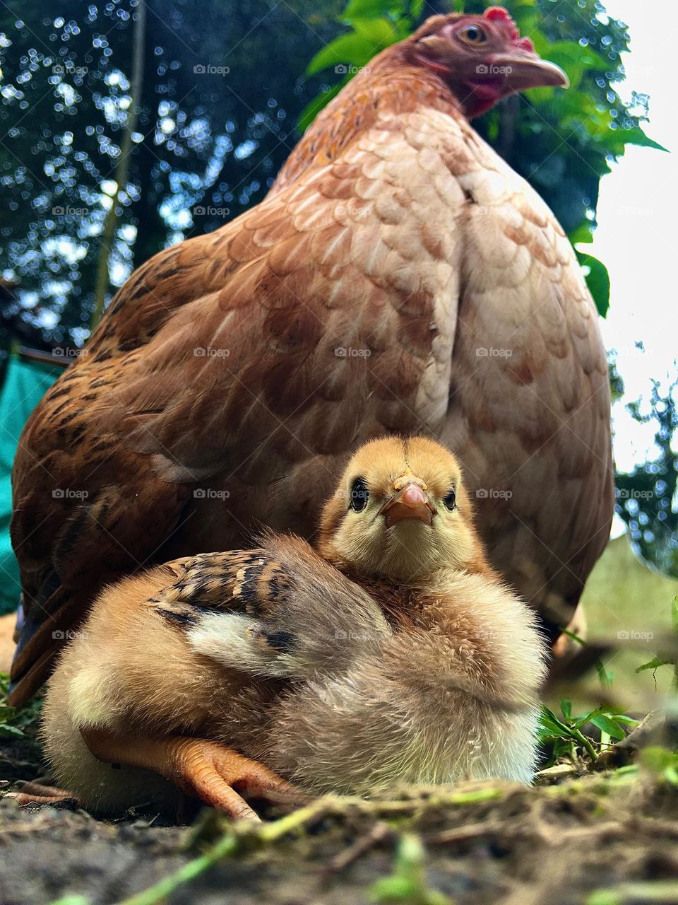 Family farm. Chicken and hen Family farm. Chicken and hen