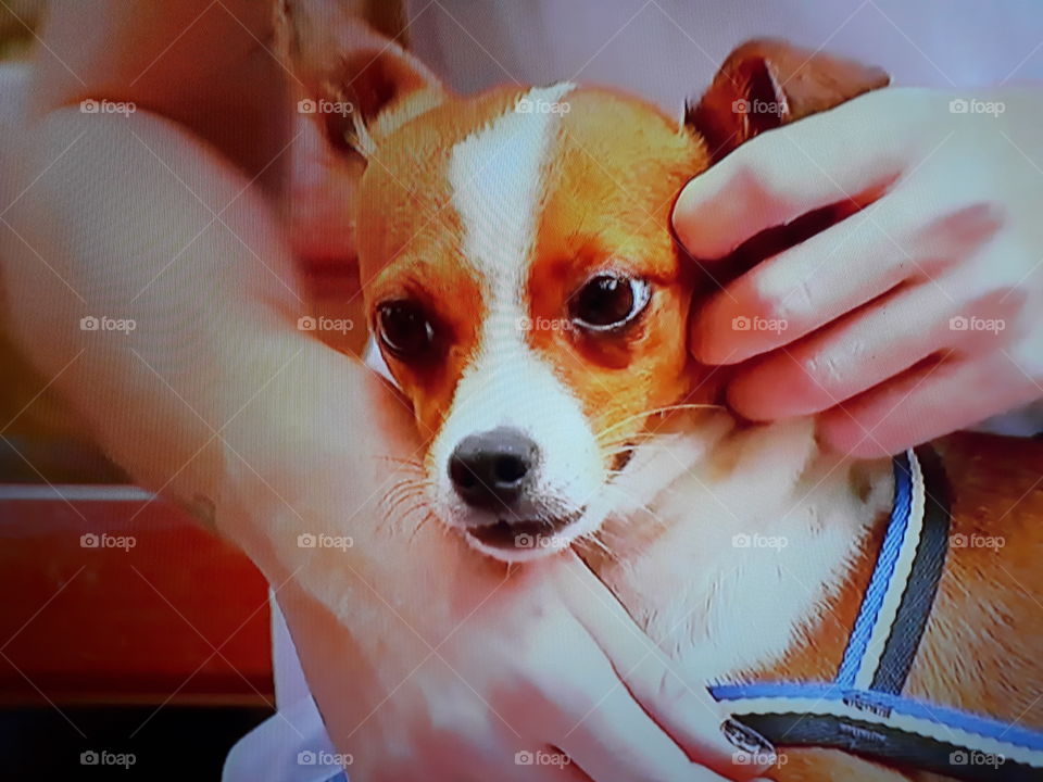 The man's best friend the dog receiving affection from its owner and feeling very happy.
