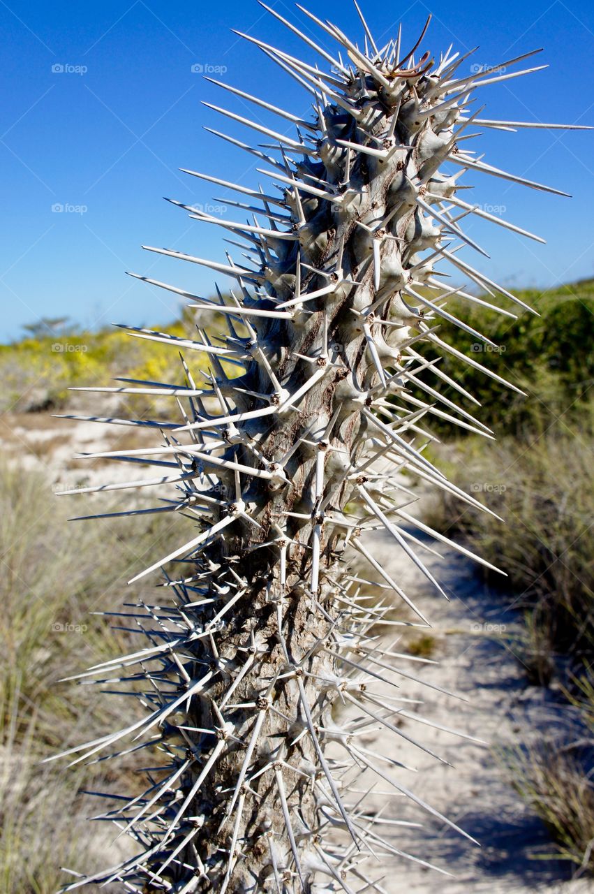 Cactus 