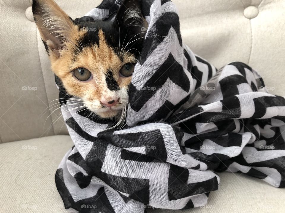 Foster calico kitten! 