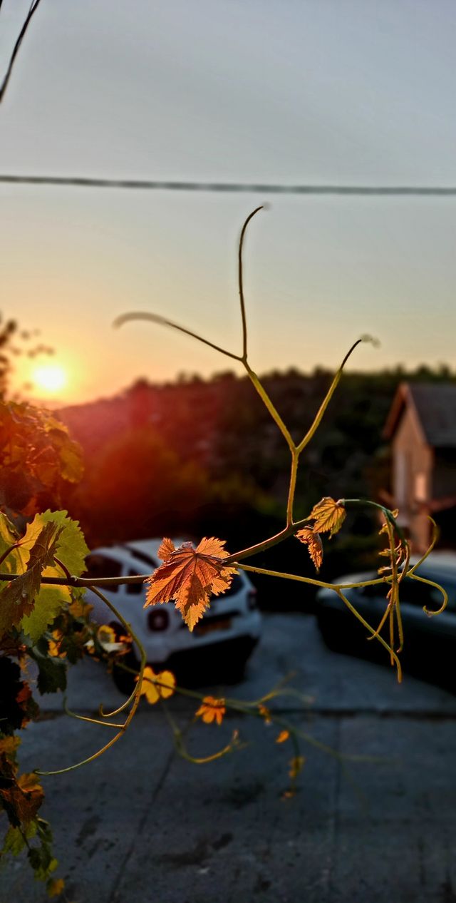 summer flowers