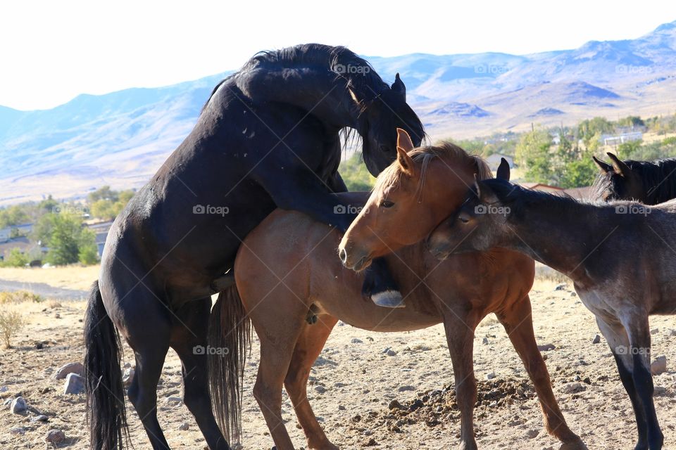 Wild American black stallion mustang mounting mustang mare