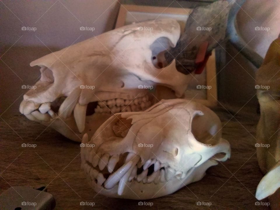 Animal skulls display