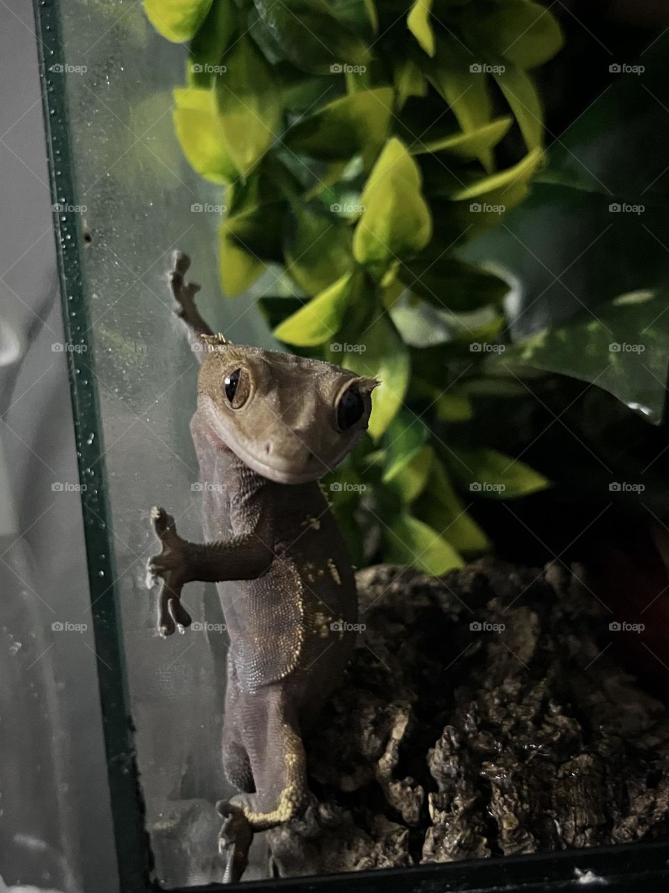 crested gecko