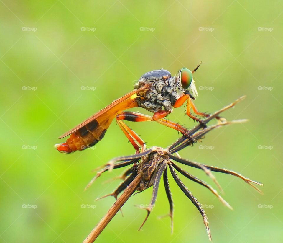 Robberfly