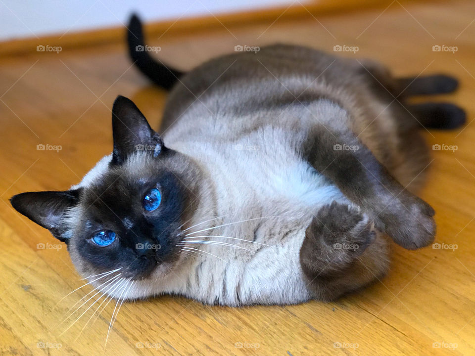 Beautiful Siamese cat with blue eyes lying on his side 