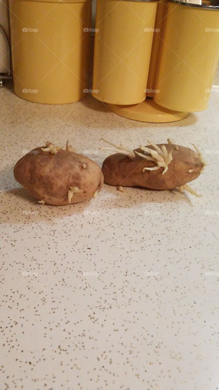 Potatoes. Potatoes