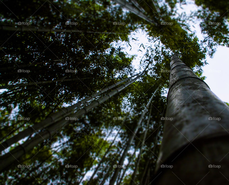 Bamboo Forrest