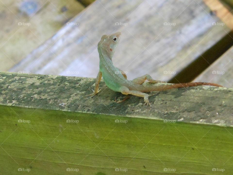 Lizard on a handrail. 