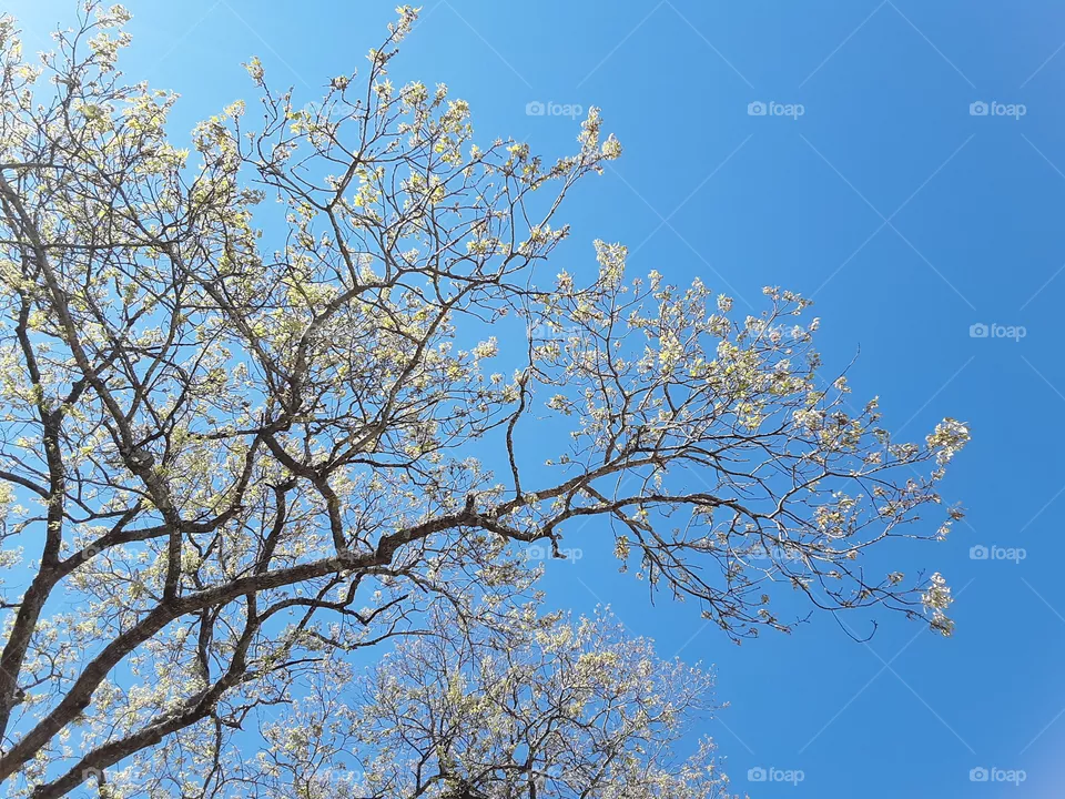 Tree tops sprouting in Texas