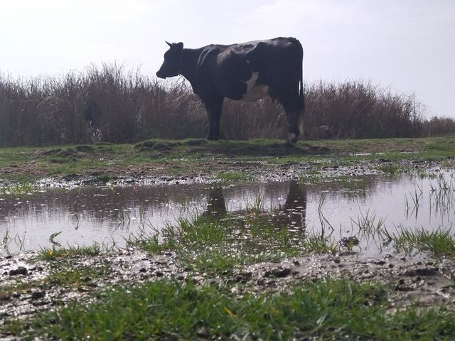 Cow in a meadow