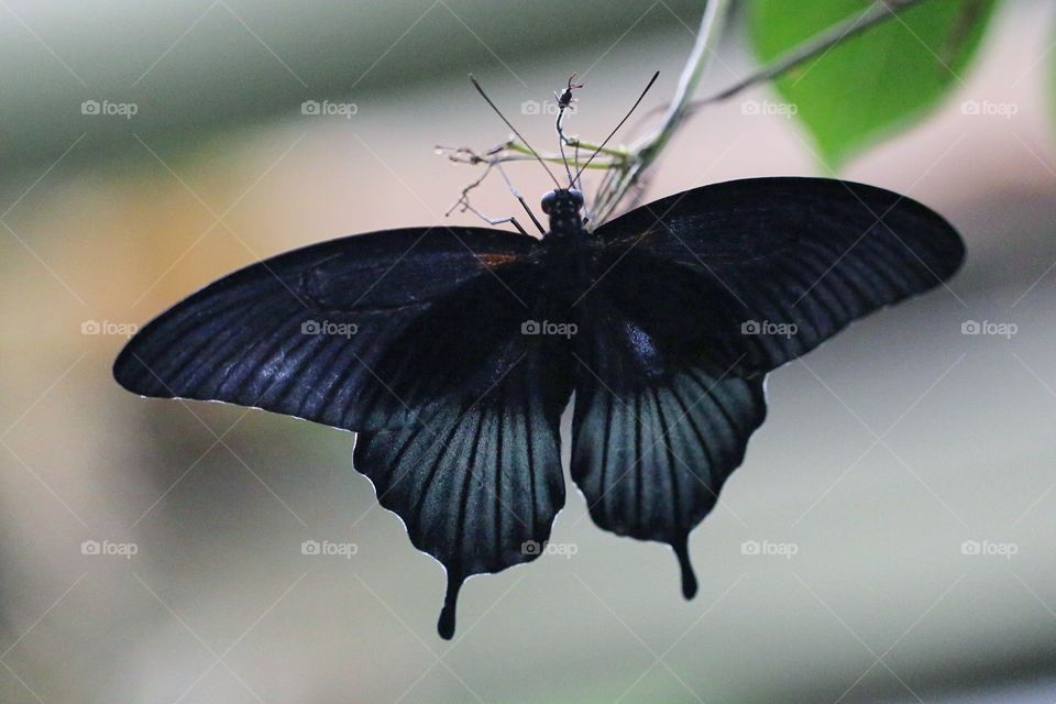 Dark butterfly