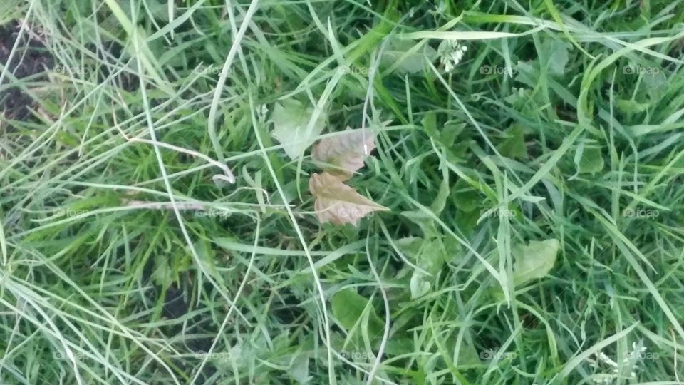 Flora, Grass, Nature, Leaf, Summer