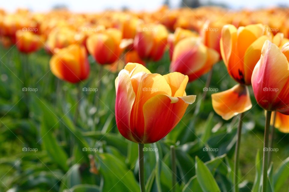 Yellow tulips . Yellow & red