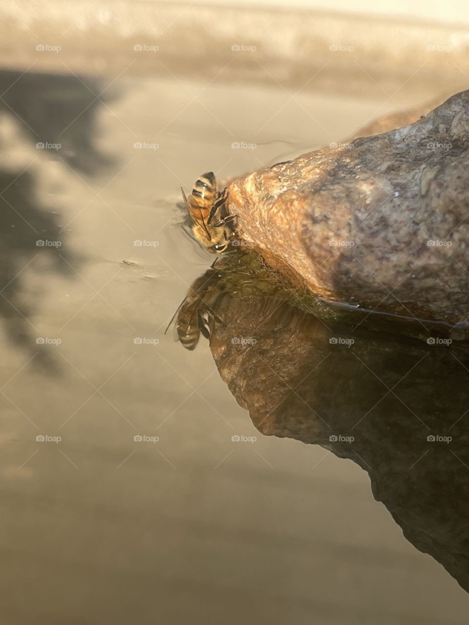 A bee drinking. Reflection. Bird bath. Save the bees!