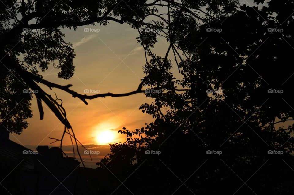 sunset behind trees