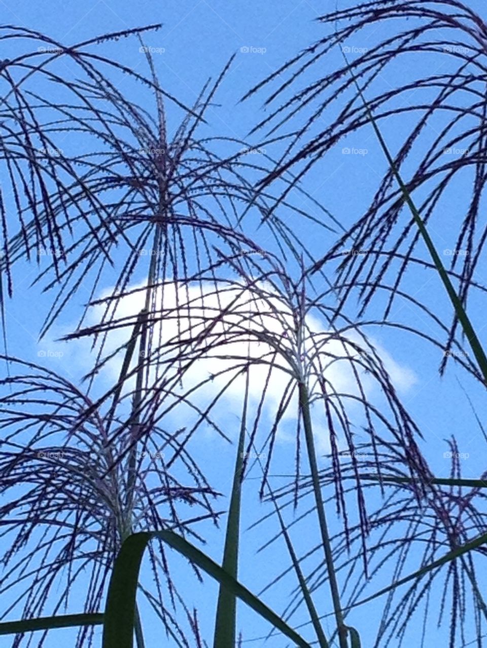 Ornamental Grass Fall Blooms