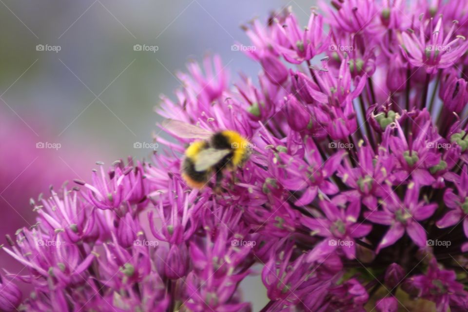 Close-up of bee pollinating purple flower