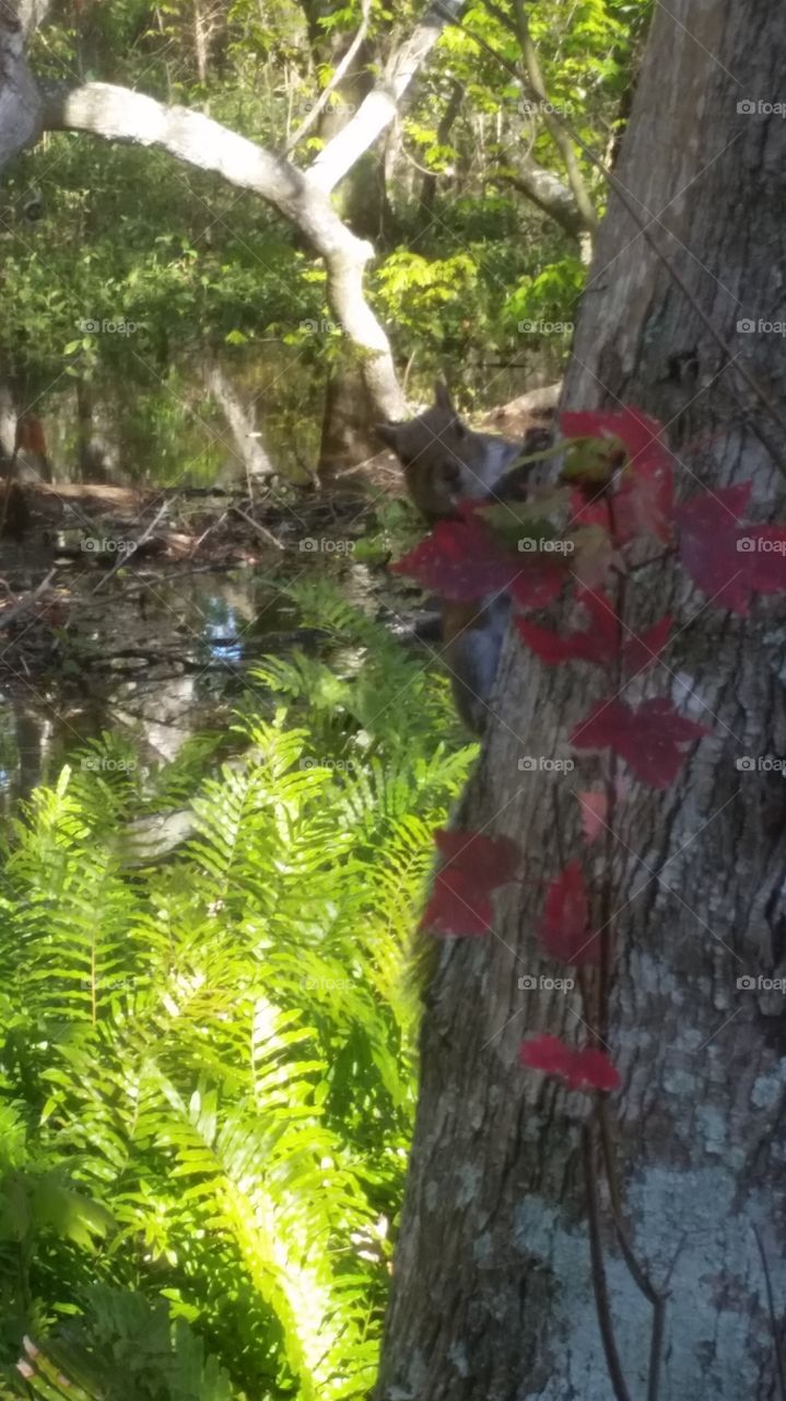 squirrel . seen while hiking 