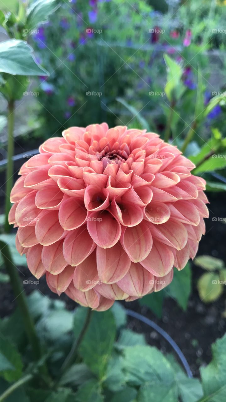 A flower of Dahlia in view at the park