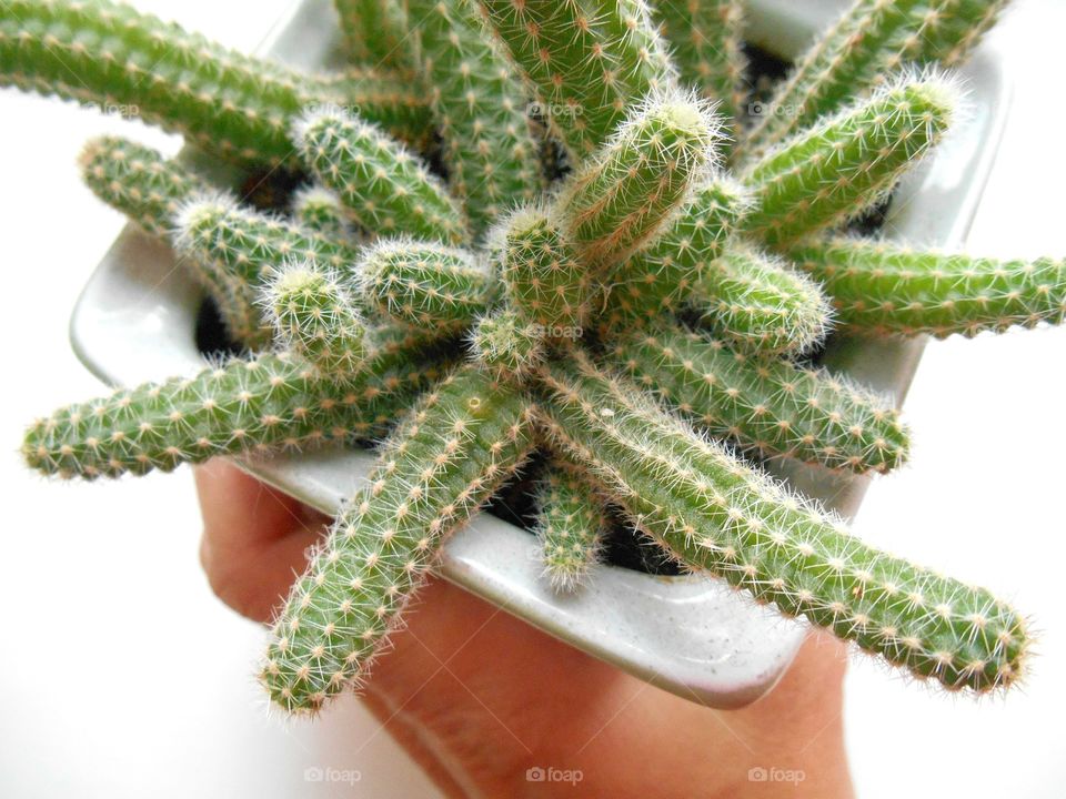 cactus house plants in the pot in hand