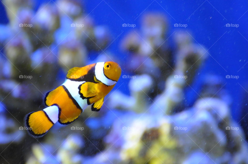 Nemo the clown fish