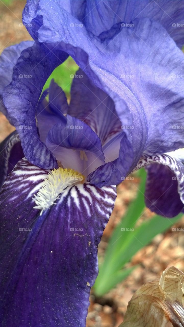 Iris