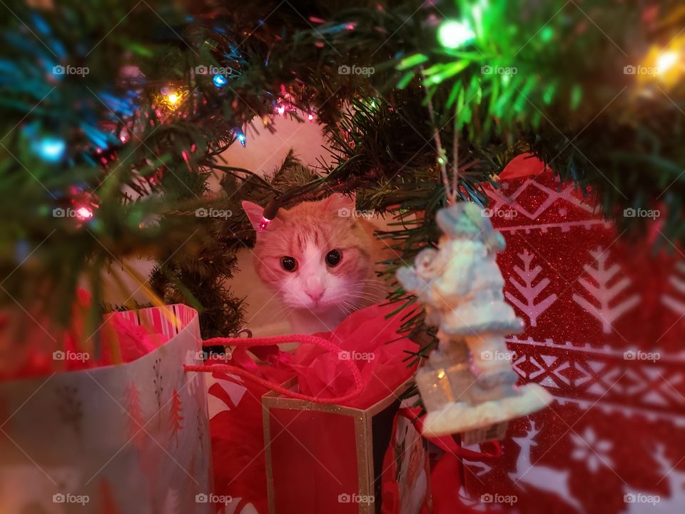 Christmas fun with the fur babies enjoying the Christmas tree.