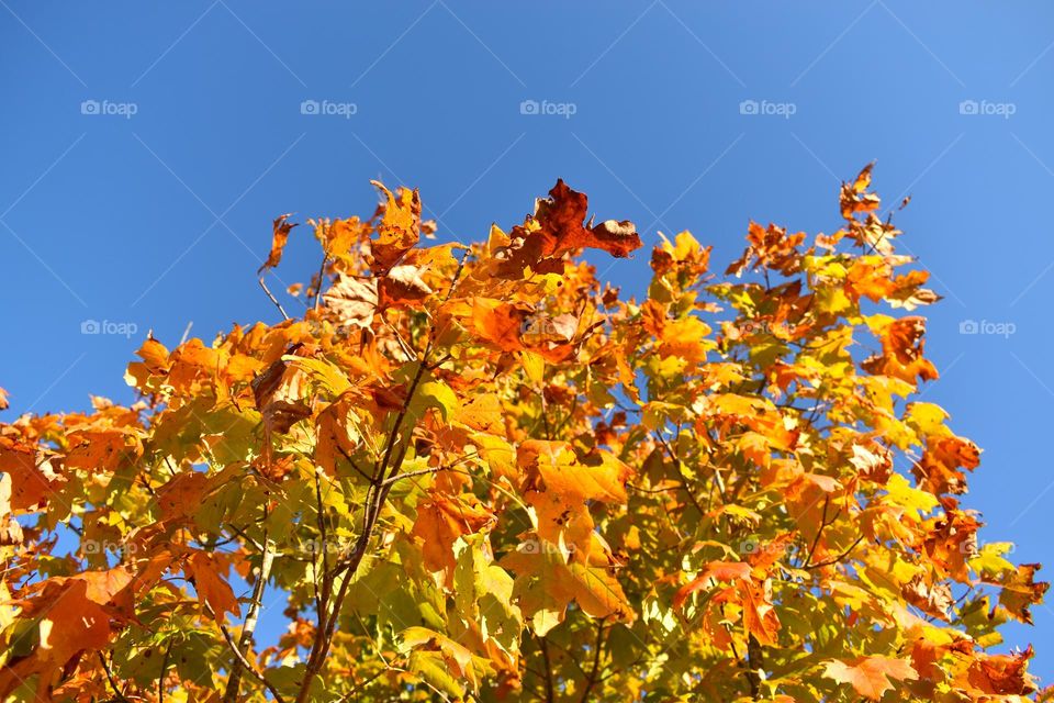 Bright fall leaves contrast against the clear blue skies