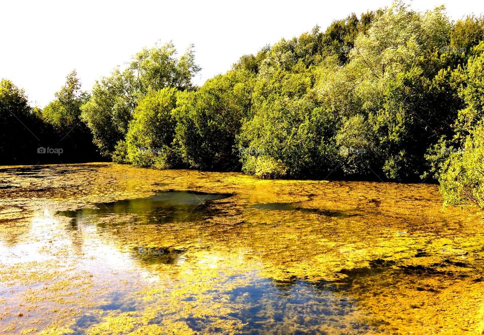 green pond