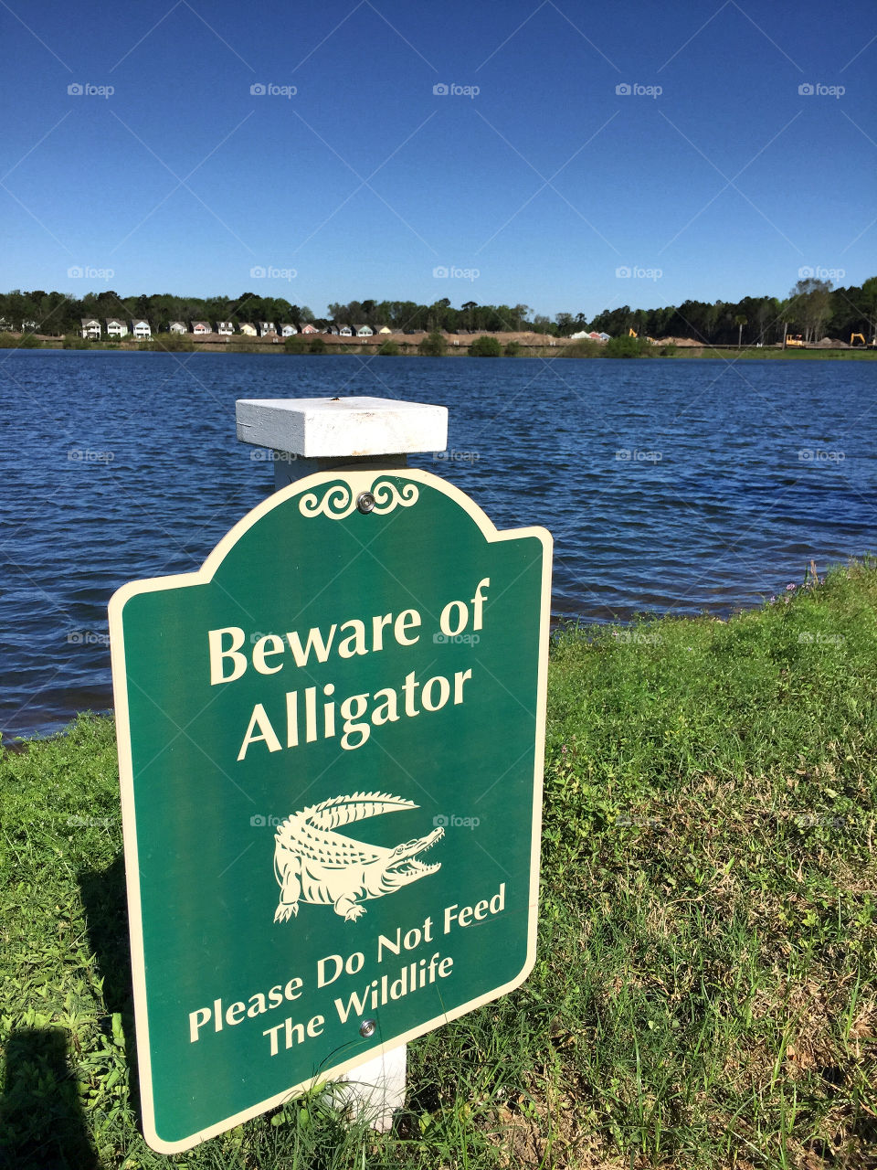Sign warning of alligators in Charleston South Carolina.