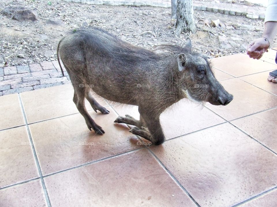 Wild boar kneeling