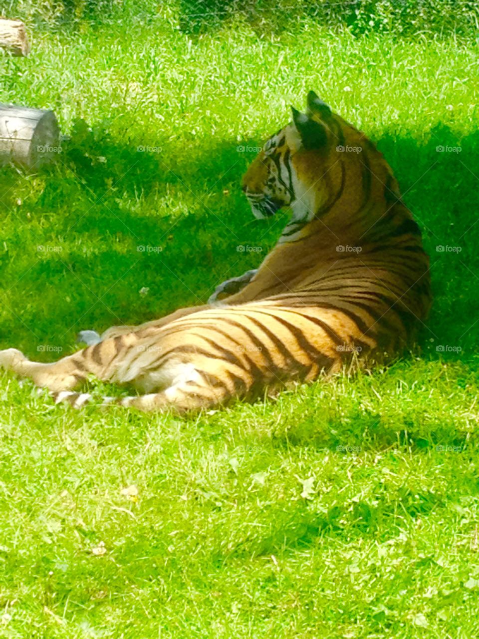 Lazy tiger. Lazy tiger on a warm day at the zoo