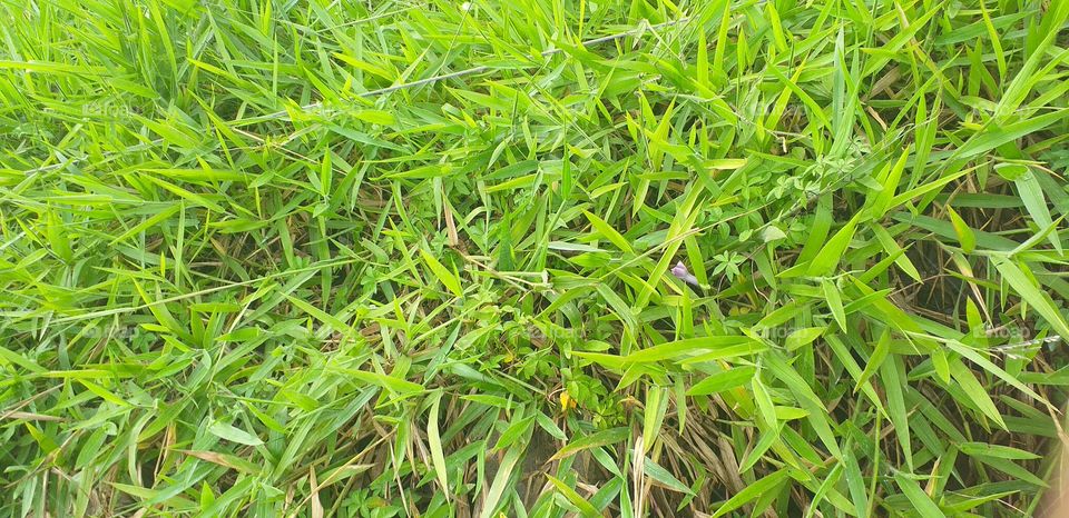 amazing green grass beautiful view