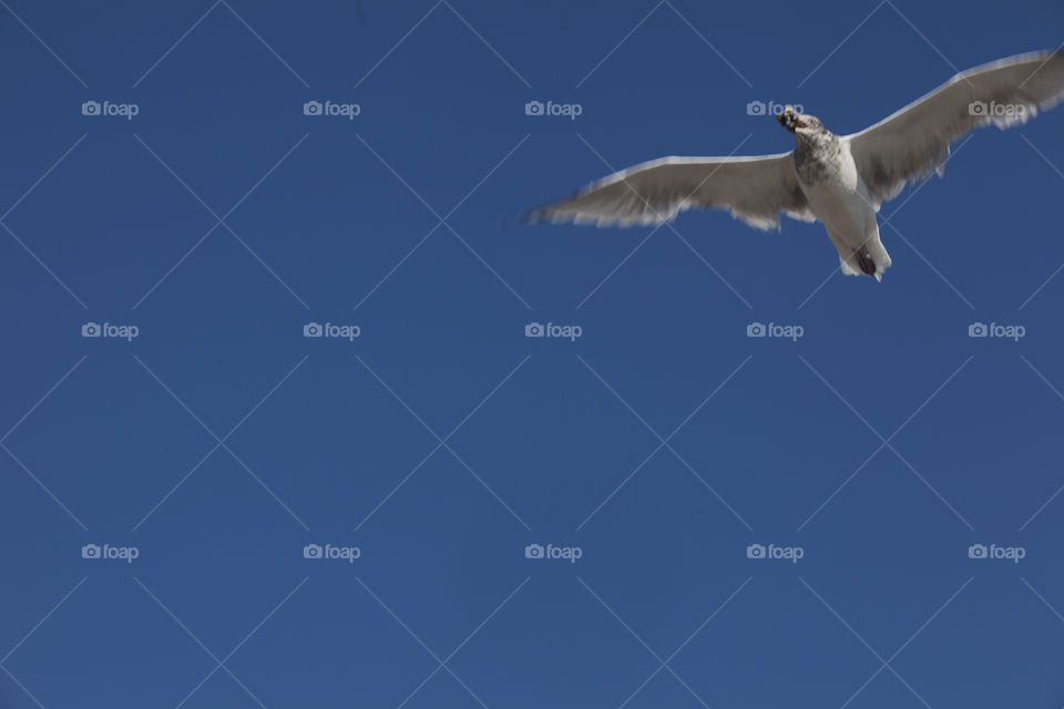 Bird flying in the blue sky 