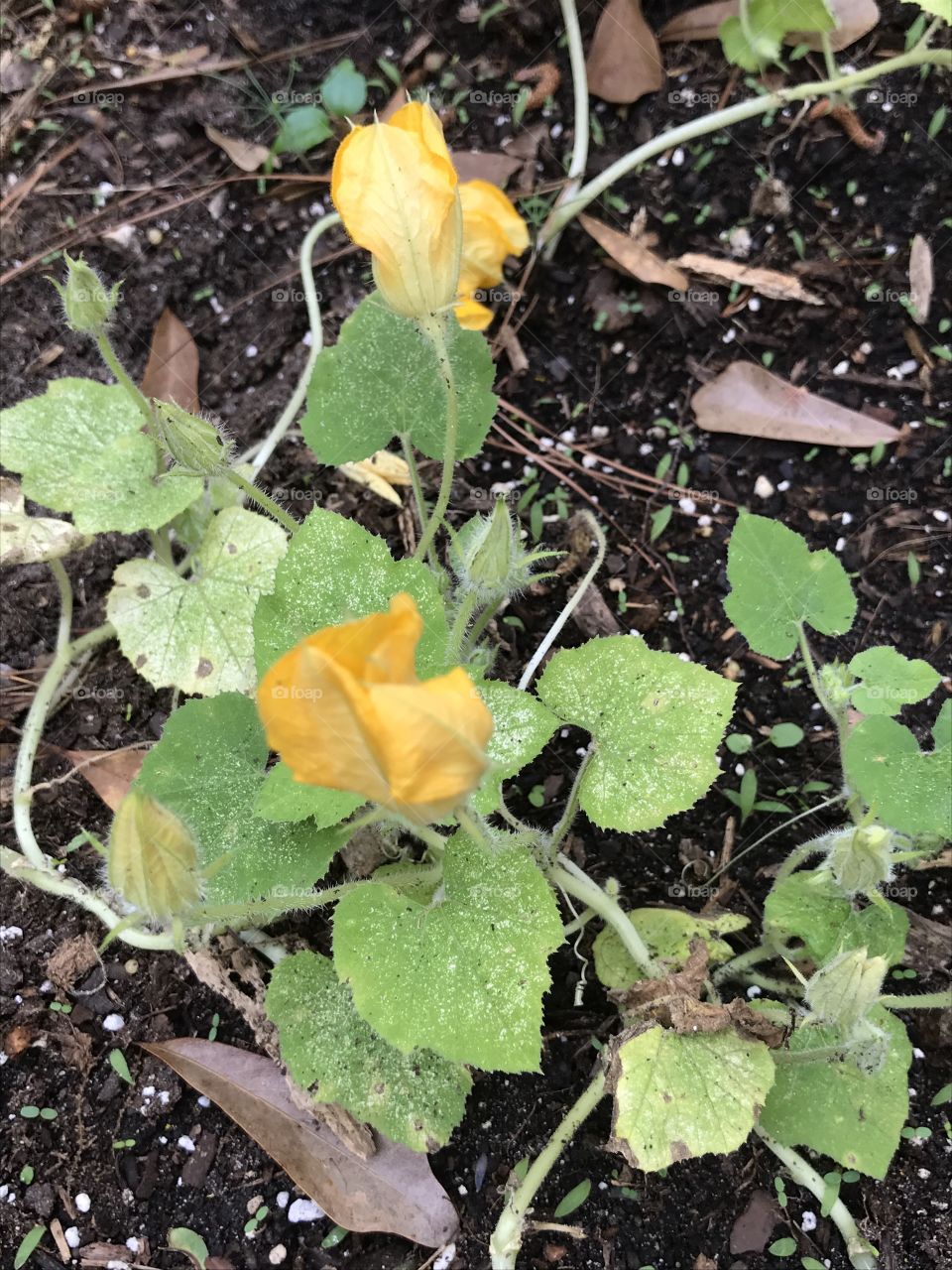 Squash plants