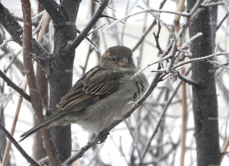 Winter sparrow