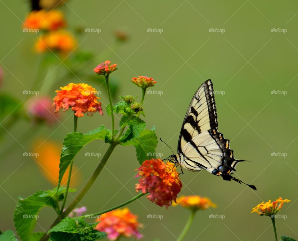 a colourful butterfly perching on the beautiful flower outdoor