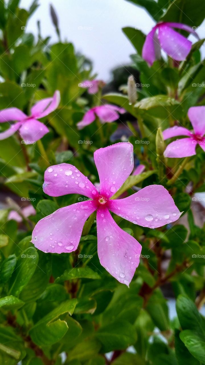 Catharanthus Plant | Madagascar Periwinkle Plant | Pink Periwinkle Plant | Pink Flower