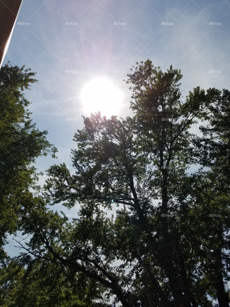 sunset through the tree tops