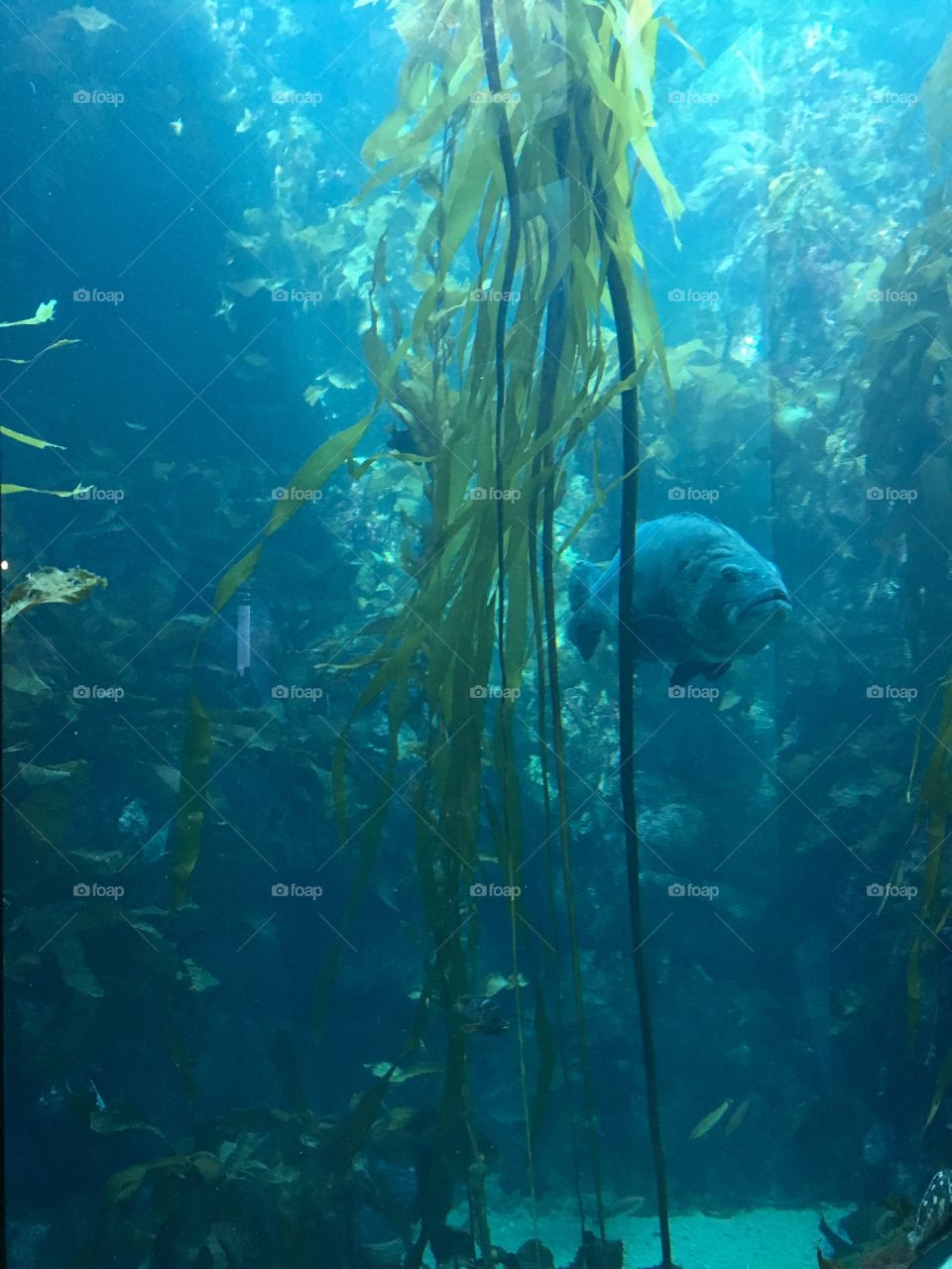 Large sea bass in a tank at the Monterey Bay aquarium 