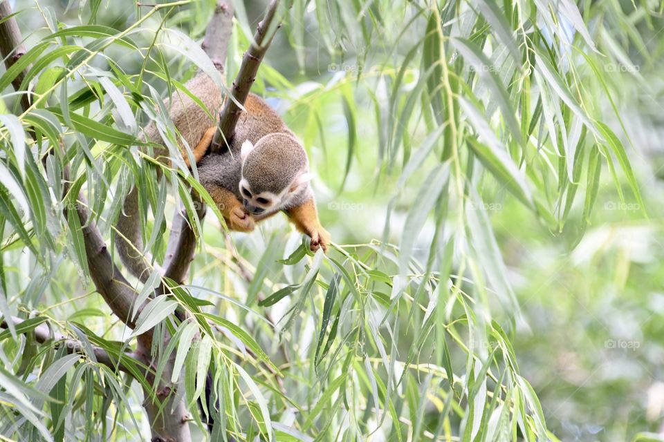 Squirrel monkey